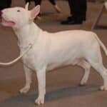 Bull terrier: todo lo que debes saber sobre esta raza