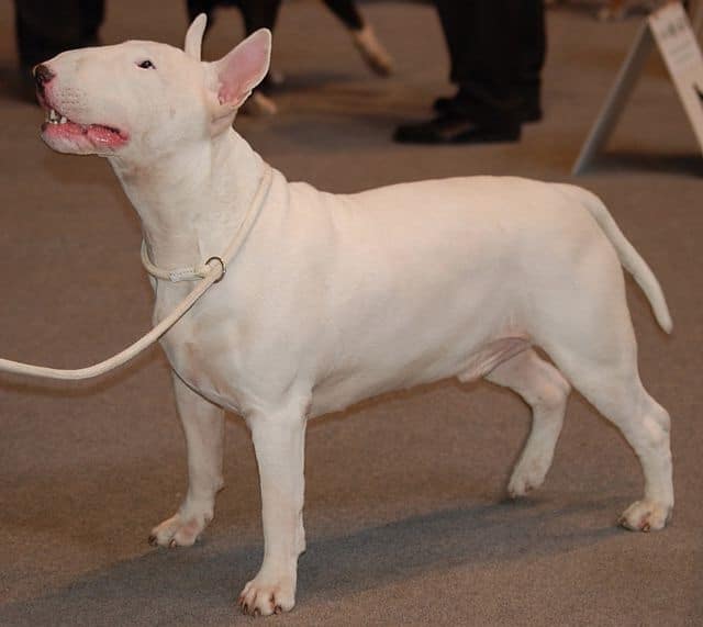 Bull terrier