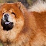 Chow chow, el adorable perro que parece un peluche gigante