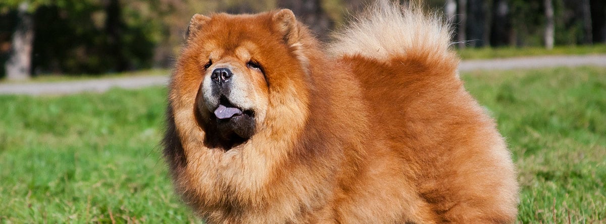 Chow chow