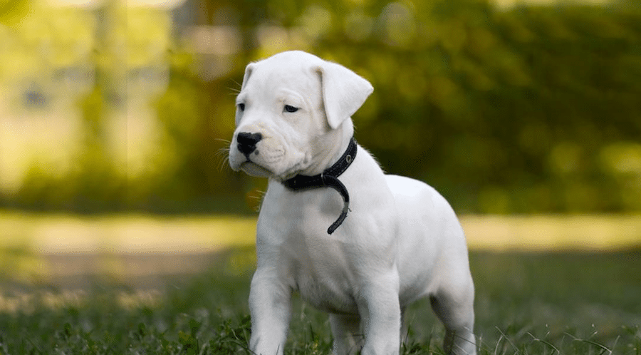 Dogo argentino