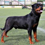 ¿Es peligroso tener rottweiler? Todo lo que debes saber sobre su cuidado y carácter