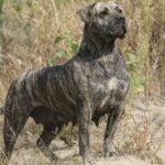 Presa canario: todo sobre esta raza de perros canaria