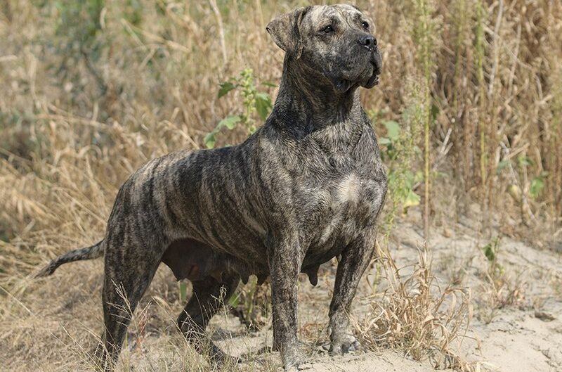 Presa canario