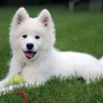 Samoyedo, la raza de perro que siempre está sonriendo: características y cuidados