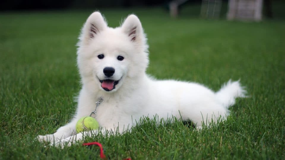 Samoyedo