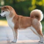 Shiba inu: todo lo que debes saber sobre esta raza japonesa