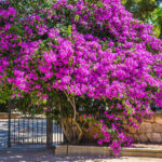 Cuidados esenciales de la buganvilla en verano