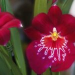 Cómo cuidar bien las orquídeas para que decoren tu casa con elegancia