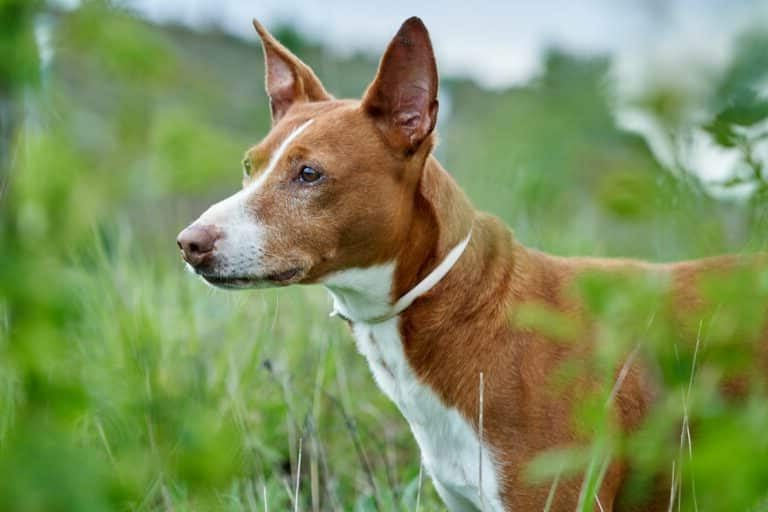 podenco