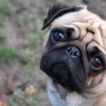 Carlino o pug, el perro de tamaño mini que amarás llevar a todas partes