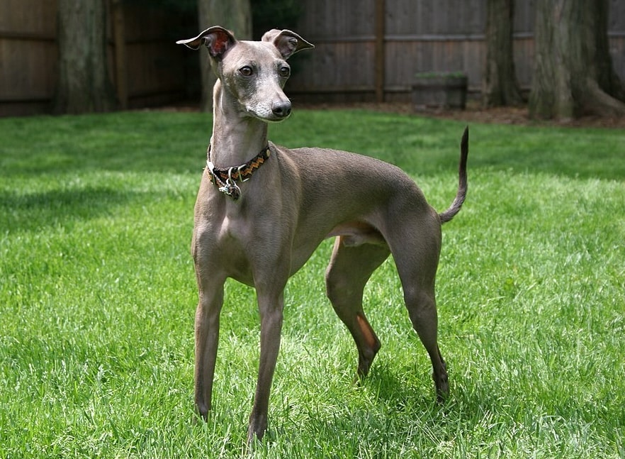 Galgo italiano