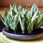 Sansevieria o lengua de suegra: guía fácil para cuidar la planta que purifica tu hogar