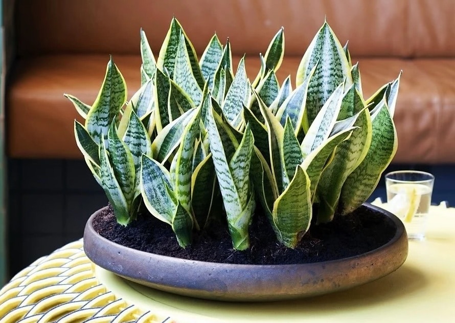 Sansevieria