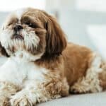 Shih tzu: la raza de pequeños perros de monasterios budistas