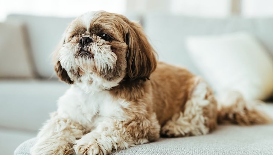 Shih tzu