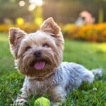 Yorkshire terrier: la raza de perros hipoalergénicos más famosa del mundo