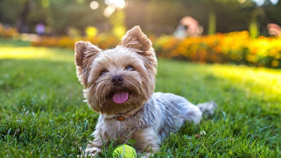 Yorkshire terrier