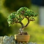 Guía para principiantes: árbol de jade, el mini árbol que atrae buena suerte