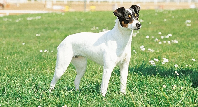 bodeguero andaluz