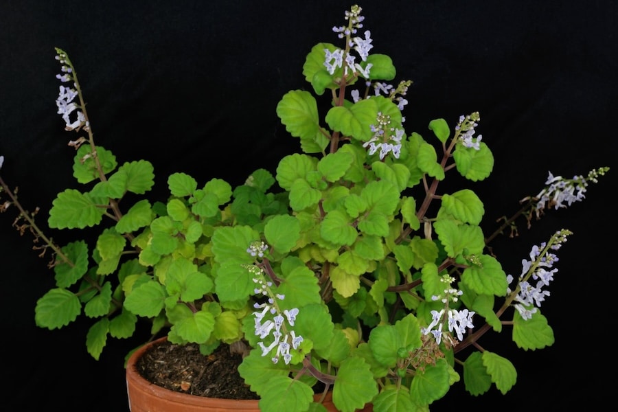 plectranthus