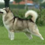 Alaskan Malamute: un perro cariñoso con el aspecto de un lobo