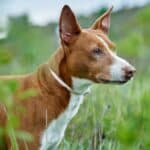 Podenco andaluz, un perro de aspecto egipcio con más de 3.000 años de historia