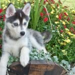 Pomsky: descubre el cruce entre pomerania y husky siberiano