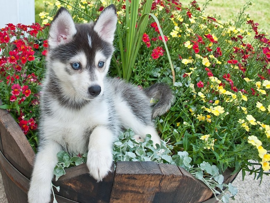 Pomsky