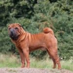 Shar pei: Descubre por qué es la raza de perros arrugados más famosa del mundo