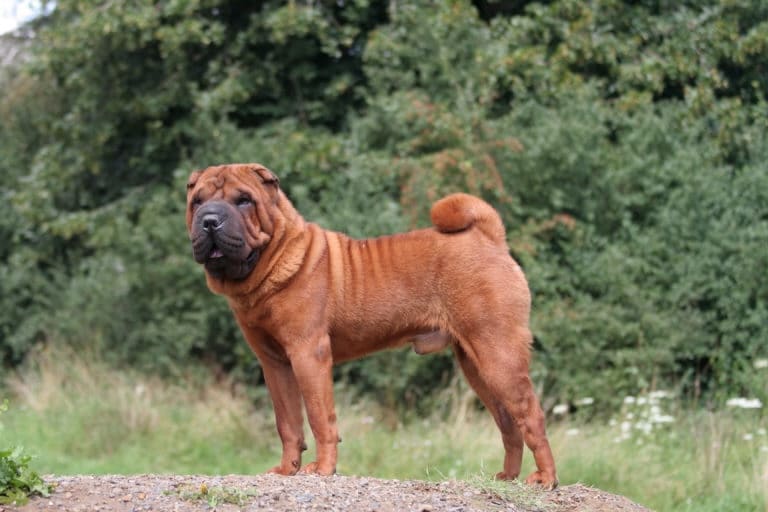 Shar pei