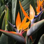 Ave del Paraíso o Strelitzia: guía completa de cuidados y curiosidades