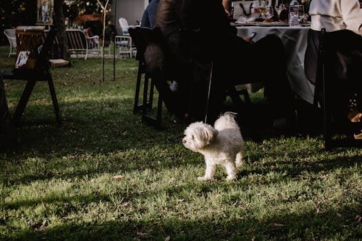 Bichón frisé