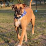 Bullmastiff: el guardián de las fincas de campo