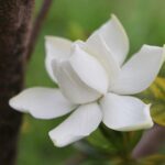 Gardenia: secretos para cuidar la flor más hermosa de tu hogar