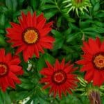 Gazania: elección perfecta para un jardín colorido y resistente al sol