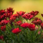 Gerbera: guía de cuidados para esta alegre planta de interior