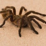 Picadura de araña en casa: síntomas y remedios naturales