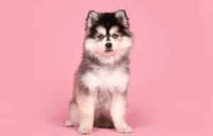 pomsky