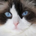 Ragdoll: el origen y todo lo que debes saber sobre esta raza de gato